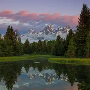 A pink and purple landscape shot of trees on a lake