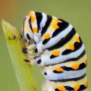 closeup photo of a caterpillar on a blade of grass