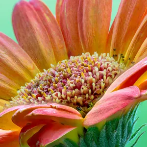 closeup macro photo of an orange flower