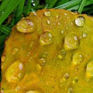closeup macro photo of a yellow leaf with water droplets
