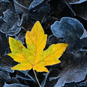 Yellow leaf against a darker green background of dead leaves