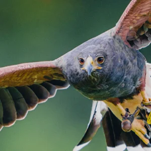 photo of a falcon mid flight looking into the camera