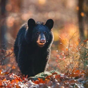 a black bear amongst the fall leaves