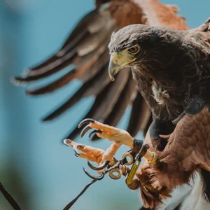 a falcon with wings spread preparing to land