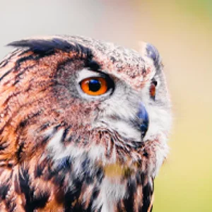 close up of an owl