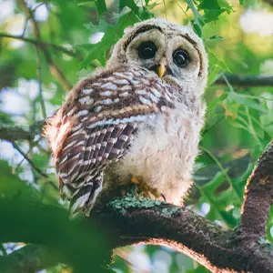 Small owl perched on a tree branch, looking down