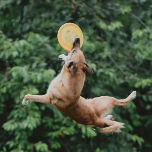 Dog catching a frisbee in mid-air
