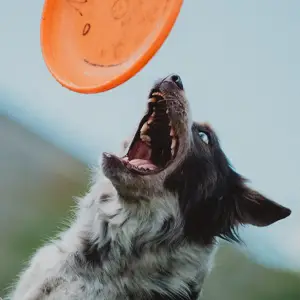 Dog with mouth wide open to catch an orange frisbee