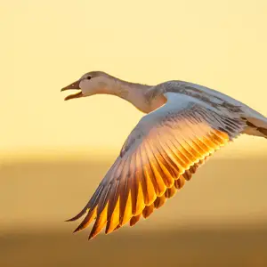 Goose with wings spread in flight