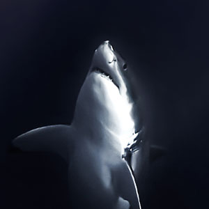 Shark portraits class photo