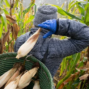 laborer picking corn and dropping it into a green basket on their back