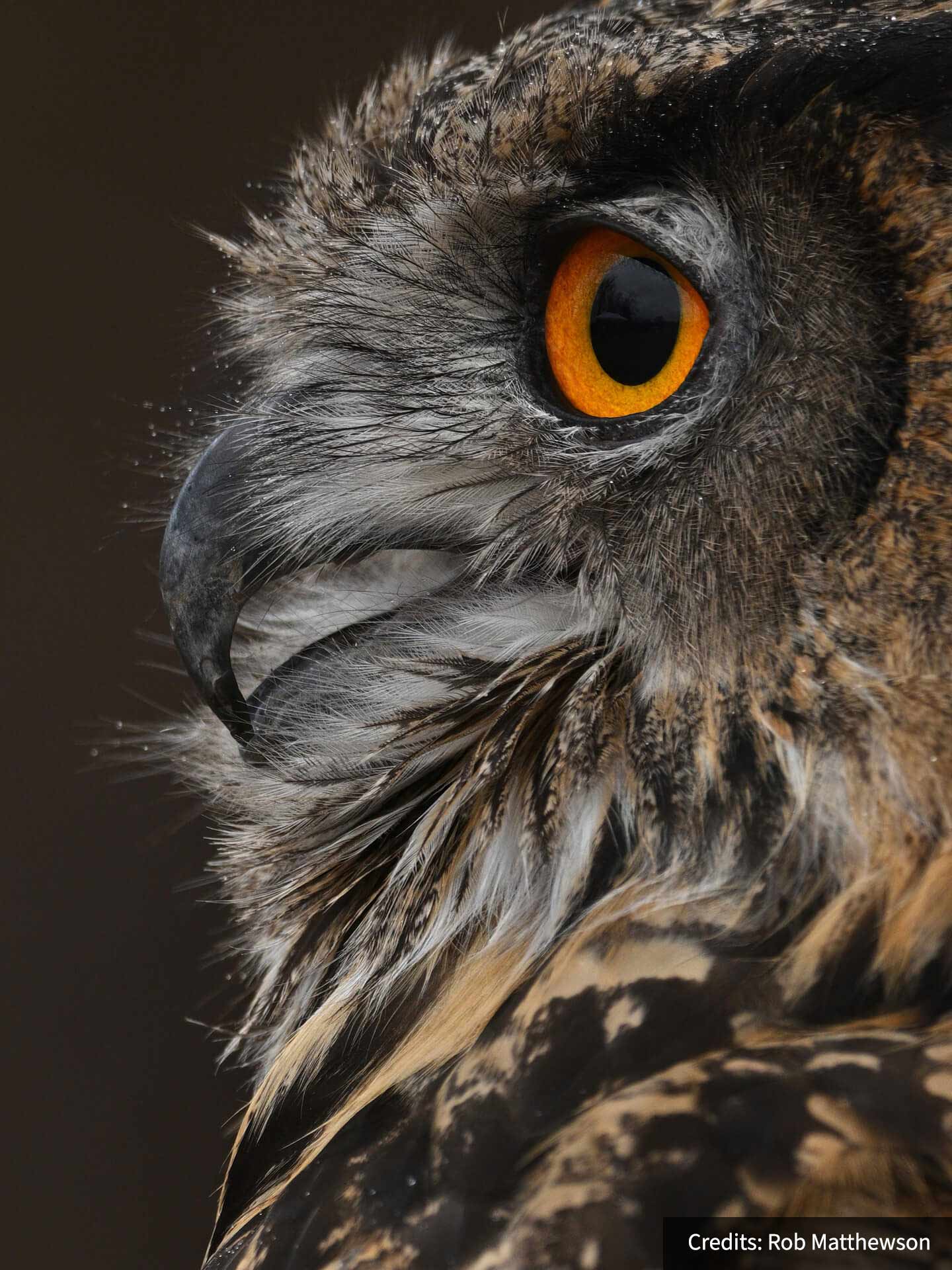Owl closeup - Rob Matthewson