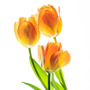 Orange tulips