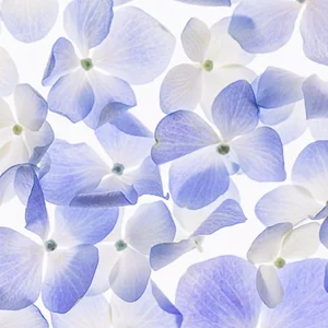lightbox image of blue flowers