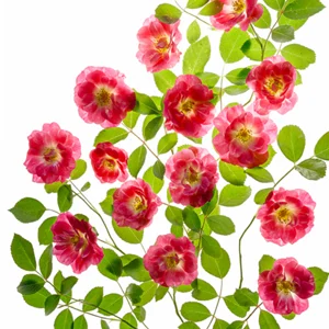 red flowers with yellow center