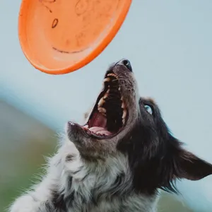 Dog catching frisbee closeup