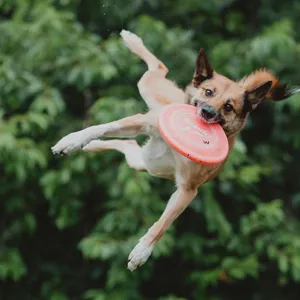 Dog catching a frisbee in midair