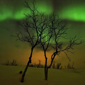 Aurora Borealis behind a shadowy tree