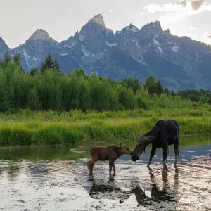 Moose and young drinking water from a calm lake in the wilderness
