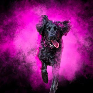 photo of dog and pink powder