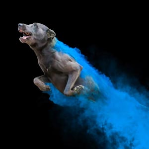 photo of dog and dark blue powder