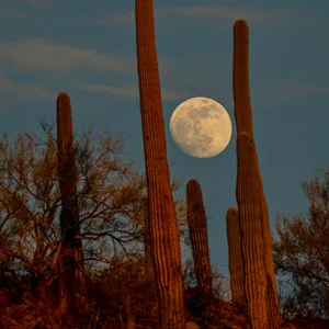 a night shot of the desert with the moon framed between two cactuses