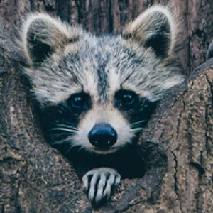 a raccoon peers out of a tree stump