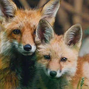 a fox and its kit