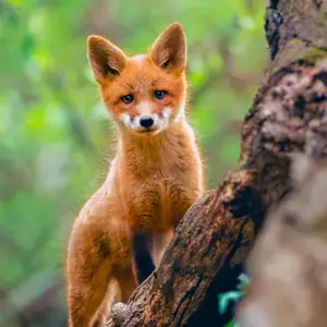 Red fox alert in the woods
