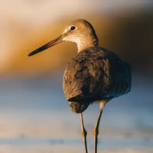 Shore bird on the beach
