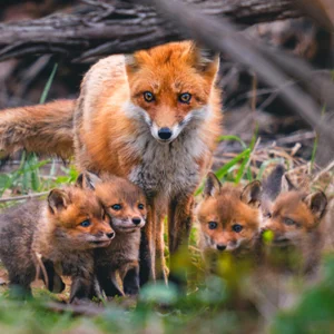 a fox and her baby kits