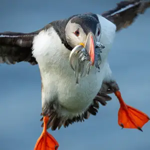 Flying puffin with multiple tiny fish in beak