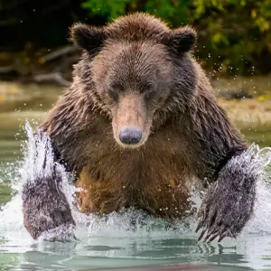 Brown bear splashing in a lake