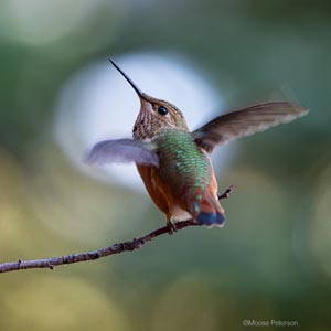 photo of a Hummingbird on a branch