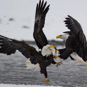 Photo of two bald eagles fighting